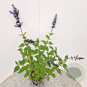 Salvia 'Amistad' 50-60 cm 2,5L met stok