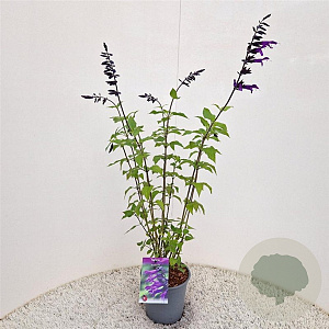 Salvia 'Amistad' 50-60 cm 2,5L met stok