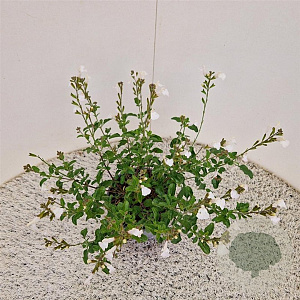 Salvia micr. 'Gletsjer' 40-45 cm 2,5L