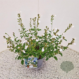 Salvia micr. 'Gletsjer' 40-45 cm 2,5L