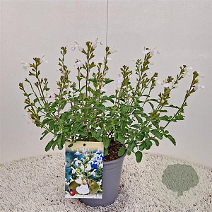Salvia micr. 'Gletsjer' 40-45 cm 2,5L