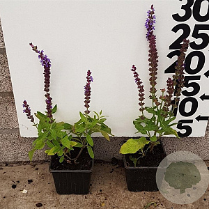 Salvia nem. 'Ostfriesland' plantgoed P9