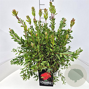 Callistemon rugulosus 40-50 cm 10L
