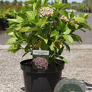 Hydrangea m. 'Ayesha' 40-50 cm 10L