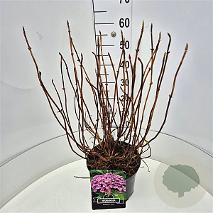 Hydrangea m. 'Ayesha' 40-50 cm 10L