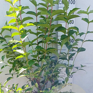 Weigela 'Rosea' 80-100 cm 10L