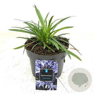 Agapanthus 'Charlotte' GM 2,0L