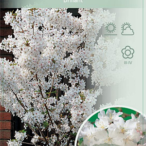 Prunus nipponica 'Brillant' 150 cm stam 15L