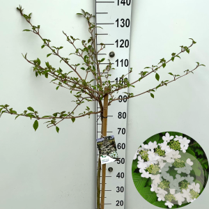 Viburnum plic. Kilimandjaro 90 cm stam 7,5L