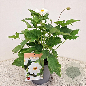 Anemone hyb. 'Honorine Jobert' 30-40 cm 2,5L