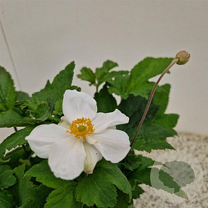 Anemone hyb. 'Honorine Jobert' 30-40 cm 2,5L