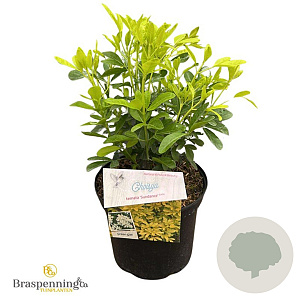 Choisya t. 'Lich' 25-30 cm 3,5L