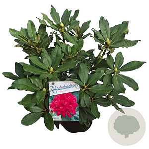 Rhododendron 'Nova Zembla' 30-40 cm 5,0L struik