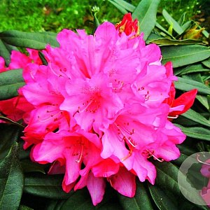Rhododendron 'Rosa Perle' 30-40 cm 5,0L struik