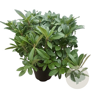 Rhododendron 'Scyphocalix' 30-40 cm 5,0L struik