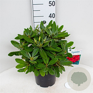 Rhododendron yakushimanum 'Dopey' 30-40 cm 5,0L struik