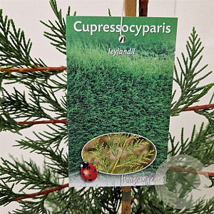 Cupressocyparis leylandii 100-110 cm 3,0L