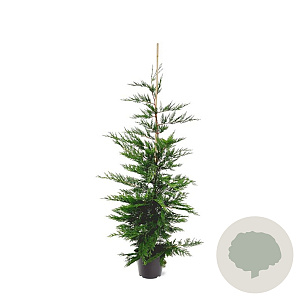 Cupressocyparis leylandii 150-175 cm 7,5L Gestokt