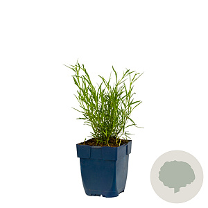 Coreopsis vert. 'Ruby Red' GM  P11