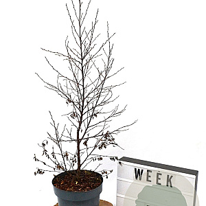 Betula pendula Fuzzy Feathers 40-60 cm 3,0L