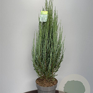 Juniperus s. 'Blue Arrow' 100-110 cm 15L