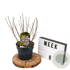 Caryopteris cland. 'Kew Blue' 40-60 cm 3,0L