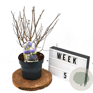 Caryopteris cland. 'White Surprise' 40-60 cm 3,0L