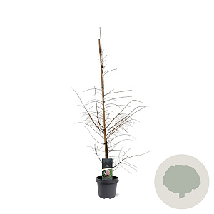Larix decidua 100-125 cm 5,0L