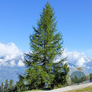 Larix decidua 100-125 cm 5,0L