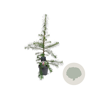 Larix decidua 100-125 cm 5,0L