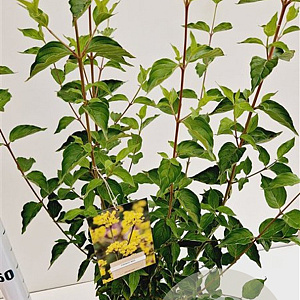 Cornus mas 50-60 cm 4,0L