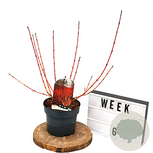 Cornus sang. 'Winter Beauty' 40-60 cm 3,0L