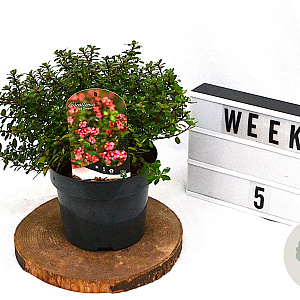 Escallonia 'Red Dream' 40-60 cm 3,0L