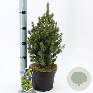 Picea gl. 'Daisy's White' 30-40 cm 3,0L