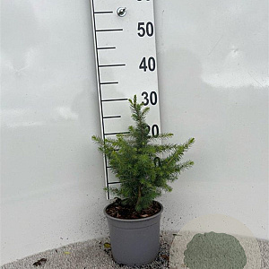 Picea omorika 20-25 cm 2,0L