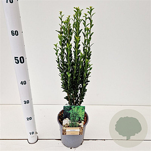 Ilex crenata 'Fastigiata' 40-50 cm 2,5L