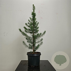 Pinus halepensis 60-80 cm 5,0L