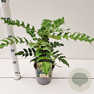 Mahonia media 'Winter Sun' 30-40 cm 2,5L