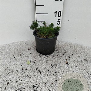 Pinus mugo pumilio 10-12 cm 2,0L vierkant