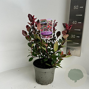 Photinia fraseri 'Little Red Robin' 20-25 cm 2,0L
