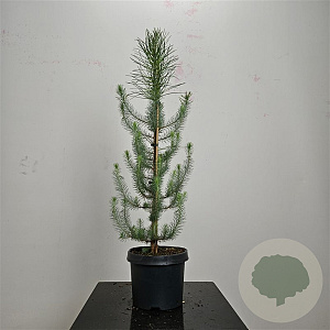 Pinus pinea 60-80 cm 5,0L