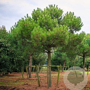 Pinus pinea 60-80 cm 5,0L