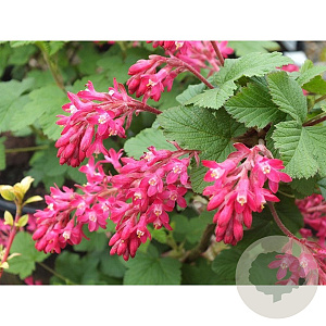 Ribes sanguineum 'King Edward' 30-40 cm 3,0L