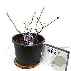 Sambucus nigra Black Lace 50-70 cm 12L