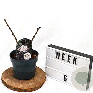 Sambucus nigra Black Tower 40-60 cm 3,0L