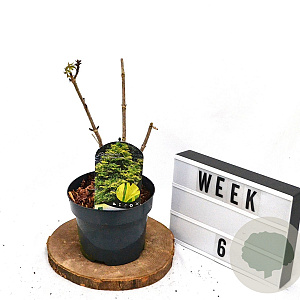 Sambucus nigra Golden Tower 40-60 cm 3,0L