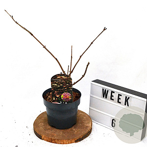 Sambucus nigra 'Thundercloud' 40-60 cm 3,0L