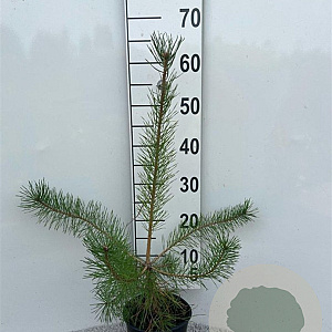 Pinus sylvestris 60-80 cm 2,0L