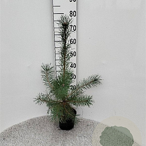 Pinus sylvestris 60-80 cm 2,0L