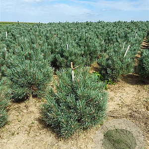 Pinus sylv. 'Watereri' 40-50 cm met kluit